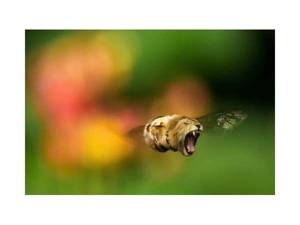 # 19 computer generated Hybrid Animals  