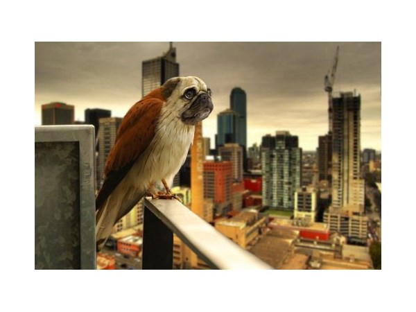 # 20 computer generated Hybrid Animals  