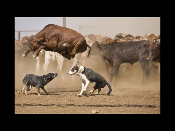 Trending facebook photos