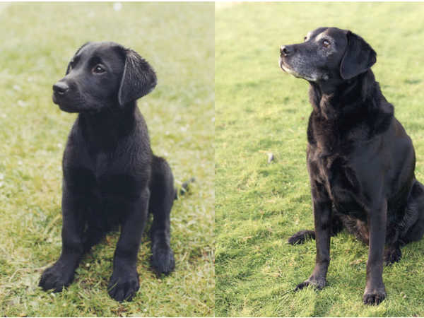 ज्‍वाय द्वारा तैयार किया गया कैलेंडर 