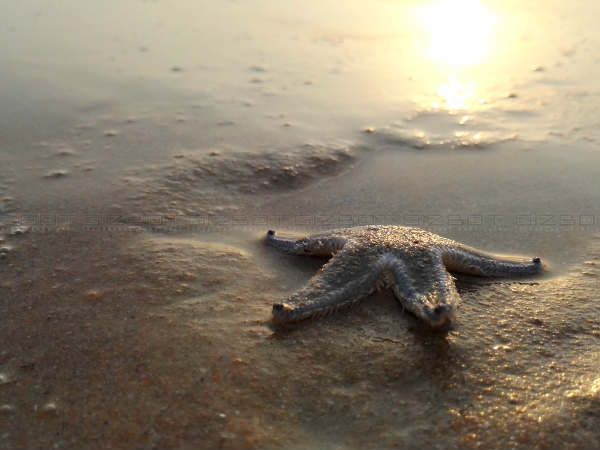 ऑनर 7 कैमरा टेस्ट