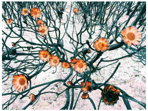 iphone की इन तस्वीरों को देख उड़ जाएंगे होश..!