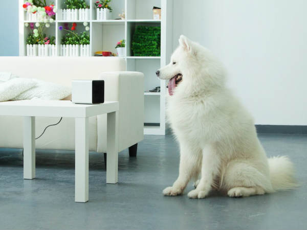 1. पेटक्यूब