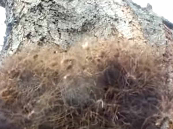 मास ऑफ़ डैडी लॉन्ग लैग्स इन ए ट्री