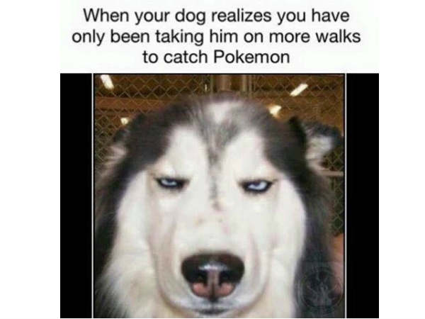 पोकेमोन गो की वजह से लोग कुत्‍तों के साथ भी खेलेंगे 
