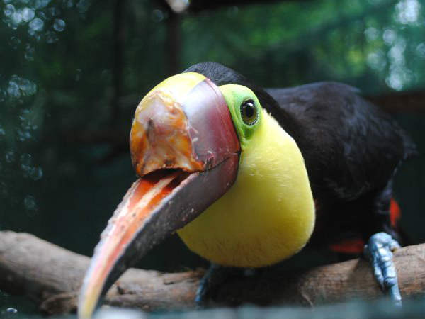 ग्रेसिया 