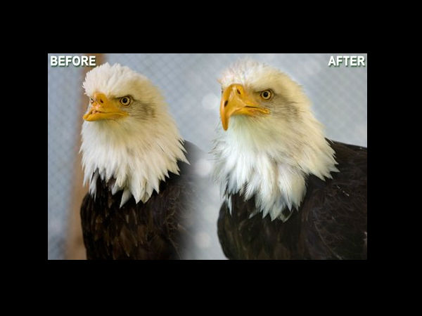 बाल्ड ईगल