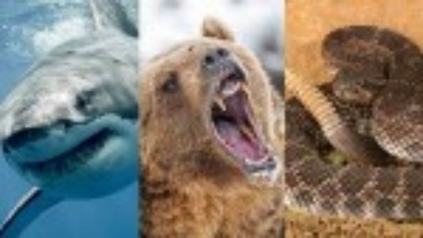 एक युवक को तीन जानवरों ने काटा है