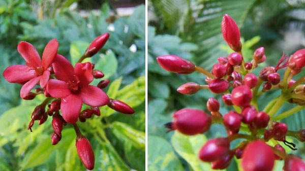 Realme X2 Pro मैक्रो कैमरा परफॉर्मेंस