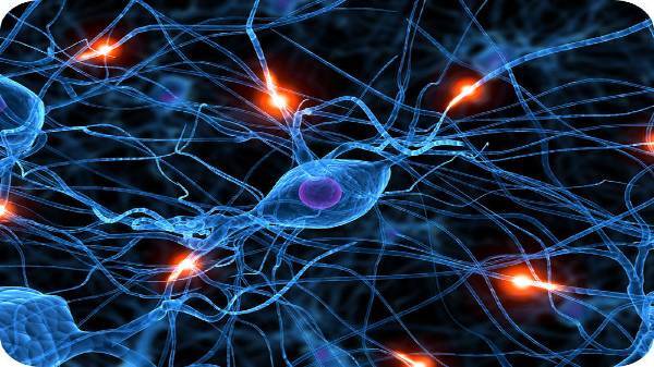 मांसपेशियों में जाते हैं Nurves Impulse