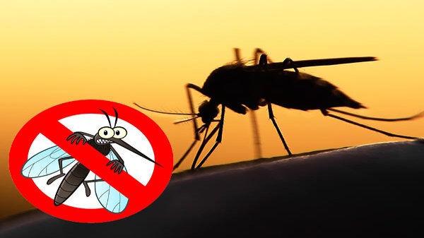 अब घर बैठे फोन से चेक करें Dengue बुखार,यहां जानें सभी स्टेप्स