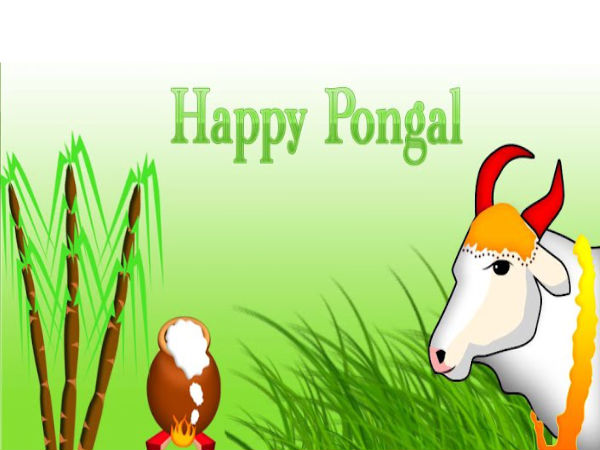 Pongal Greeting Card