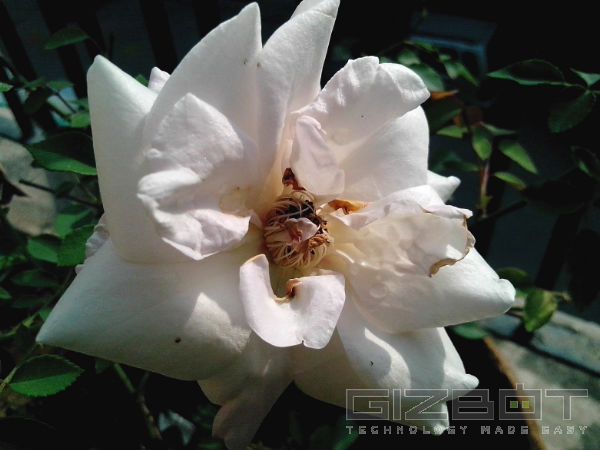 Spice Stellar Virtuoso MI-495