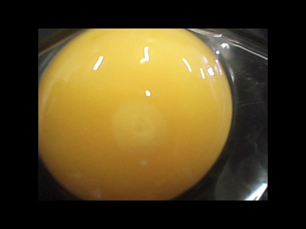 Google Interactive Doodle Marks Richard Petri Birthday: 5 Facts about the Petri Dish Invention