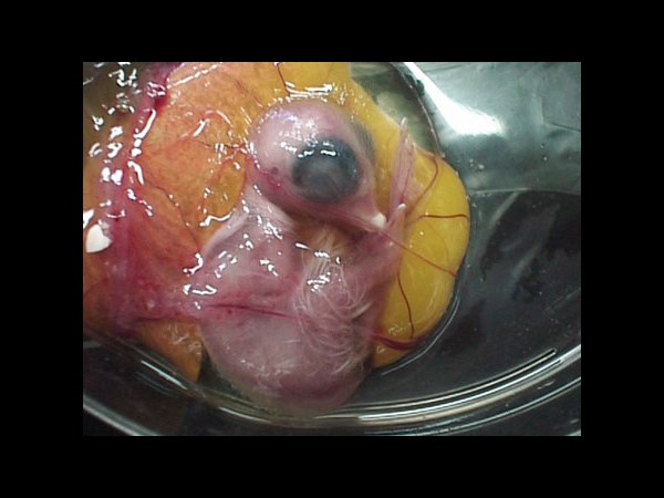 Google Interactive Doodle Marks Richard Petri Birthday: 5 Facts about the Petri Dish Invention