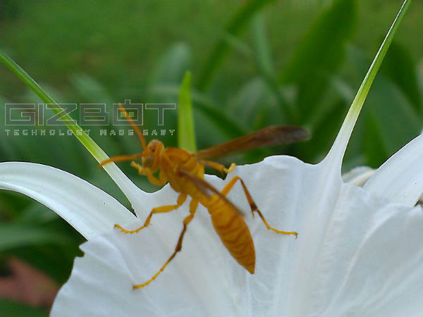 HTC Desire 600 Hands on Review: A Smartphone For Slaves to Fashion