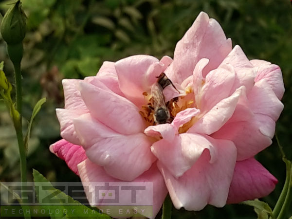 Samsung Galaxy Note 3 Neo Review: A Smart Business Phone