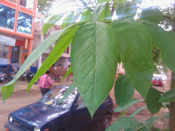 Lava Iris X1 Review: The Desi Moto E Killer That Needs More Time