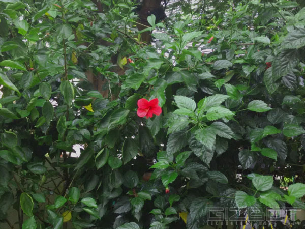 Xiaomi Redmi 1S Full Review: Power with Minimalism; Meet The New Star