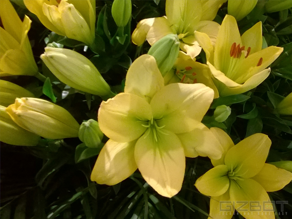 Nokia Lumia 530 Dual SIM Full Review