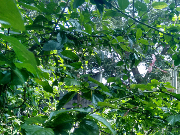 Motorola Moto G (2014) Full Review: The Phoenix Rises From the Ashes