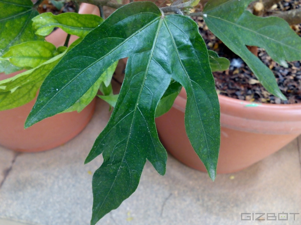 Gionee Elife S5.1 Review: Meet the Ultra Slim and the Lightest of All