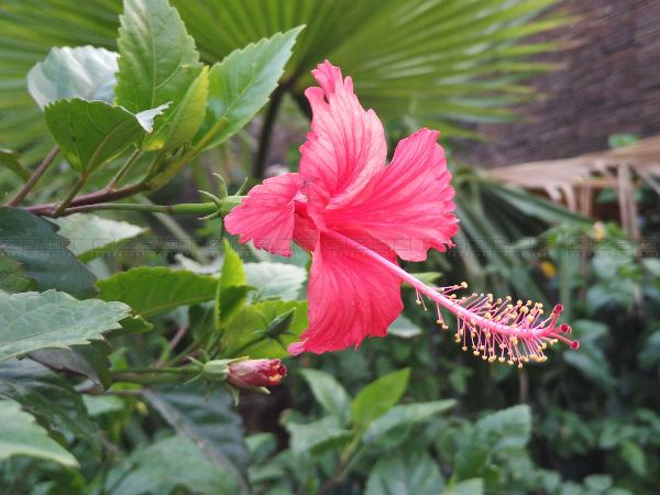 Xiaomi Mi4i Smartphone Review