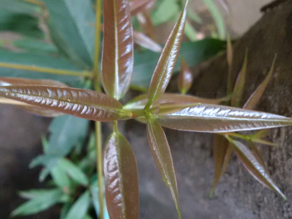 BlackBerry Leap Full Review