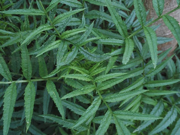 Xiaomi Mi 4i 16 GB Review