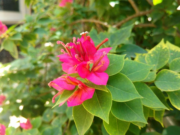 Motorola Moto X Play Review