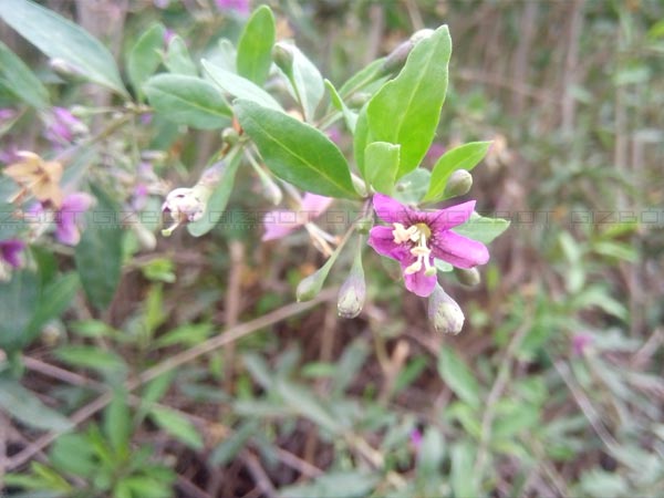 Sony Xperia C5 Ultra Review Sony Xperia C5 Ultra Review