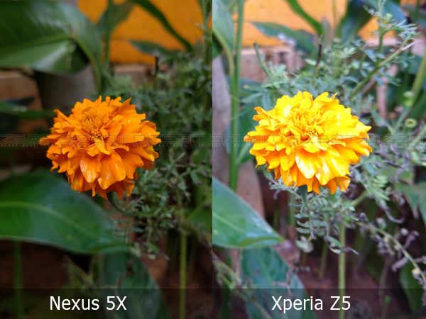 Google Nexus 5X vs Sony Xperia Z5 Camera Comparison & Sample Shots!