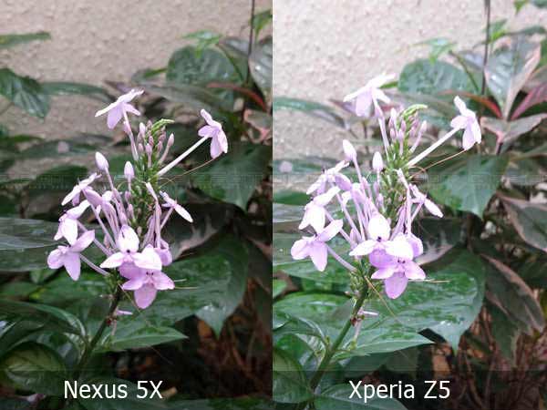 Google Nexus 5X vs Sony Xperia Z5 Camera Comparison & Sample Shots!