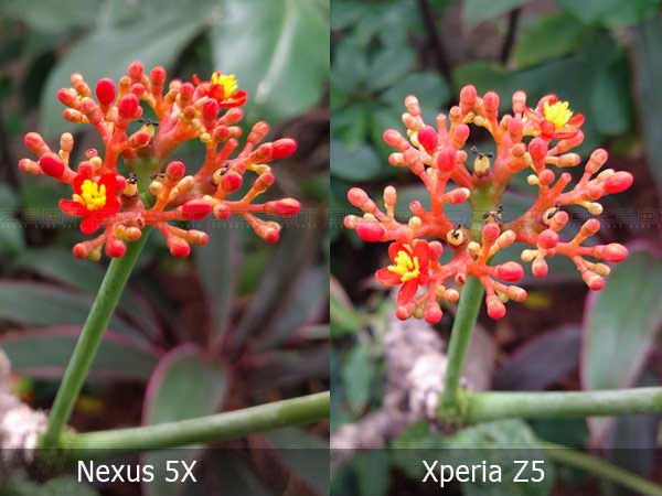 Google Nexus 5X vs Sony Xperia Z5 Camera Comparison & Sample Shots!