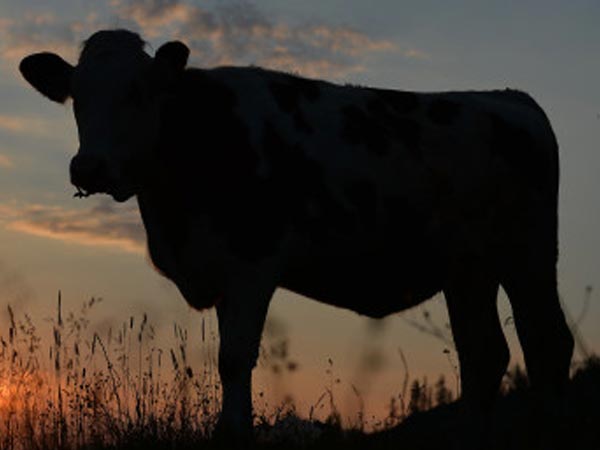 Cow is Yahoo's personality of the year