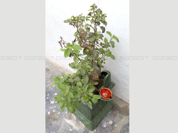 Coolpad Note 3 Camera Review: A Decent Budget Android Phone 