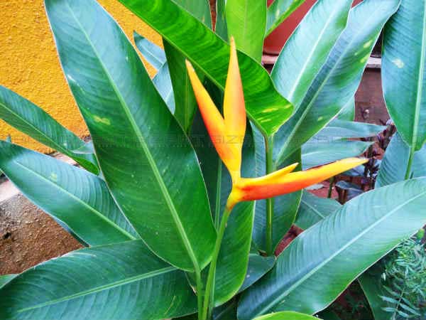 The Hits and Misses of OnePlus X Smartphone [Review & Camera Sample]