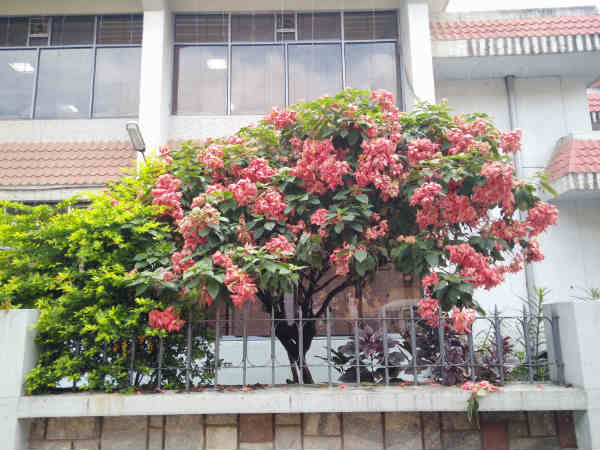 The Hits and Misses of OnePlus X Smartphone [Review & Camera Sample]