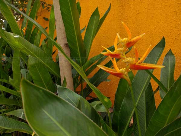 Google Nexus 5X Review: A Pure Android Beast In A Smaller Size Google Nexus 5X Review: A Pure Android Beast In A Smaller Size