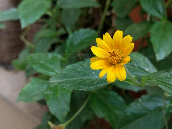 Google Nexus 5X Review: A Pure Android Beast In A Smaller Size Google Nexus 5X Review: A Pure Android Beast In A Smaller Size