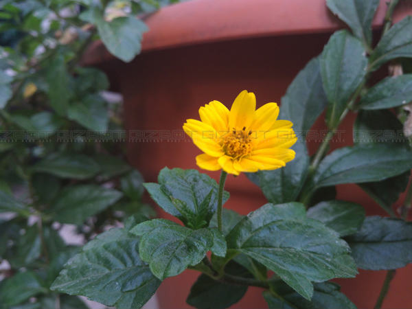 Yu Yutopia Review: A Specs-Heavy Phone with Some Shortcomings!