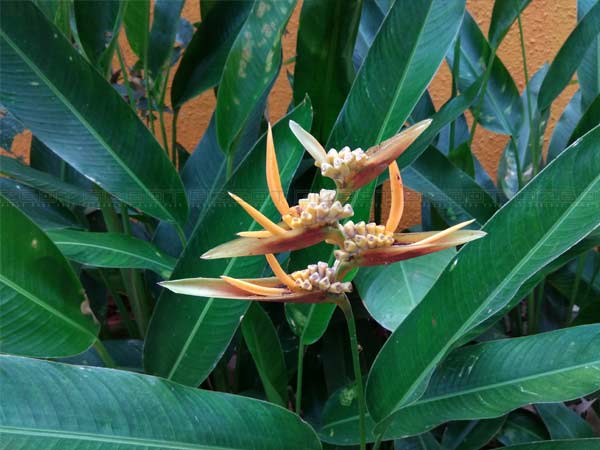 Xiaomi Redmi Note 3 Review: A Budget Smartphone With Powerful Hardware