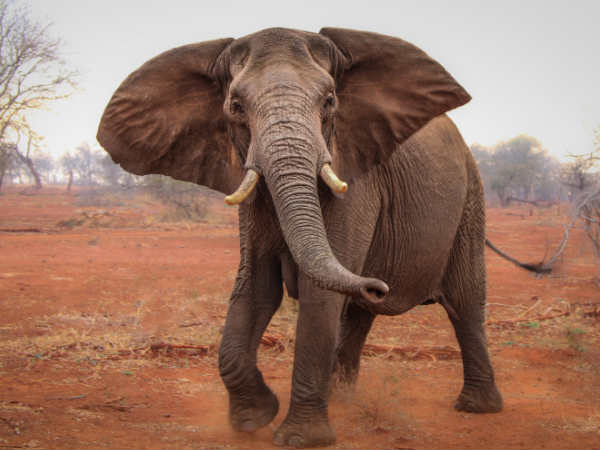 Danish refer it in two names