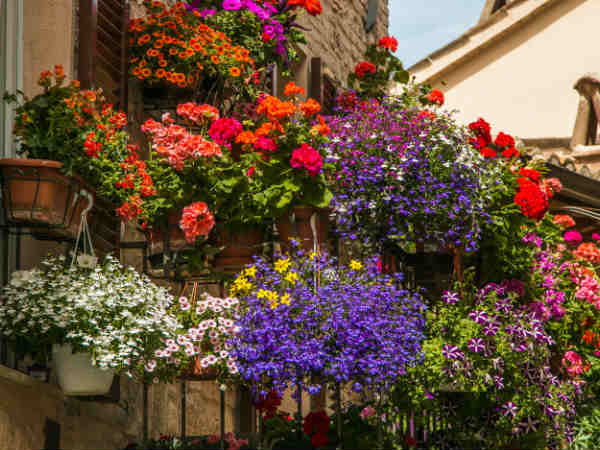 The Chinese call it by the name of a flower