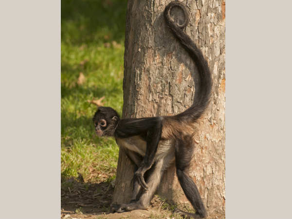 Dutch also feel the same way as Germans