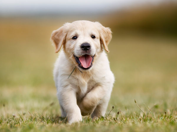 For Armenians, it’s a puppy!