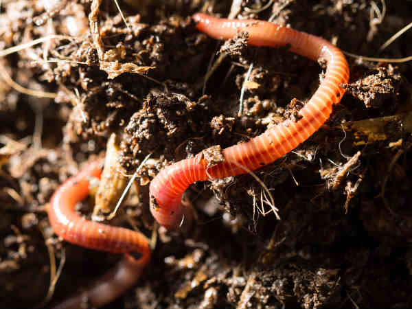 It’s a worm for Hungarians