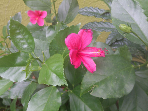 Xiaomi Mi Max Review: Here's What's Great & Bad About the Biggie!