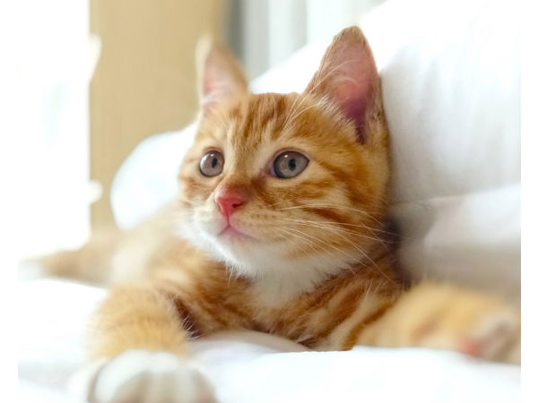 Redmi Pro Camera Specs 