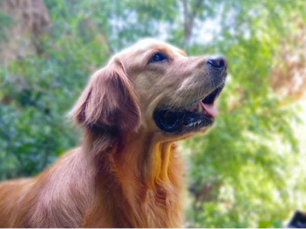 Ability to Control Blur